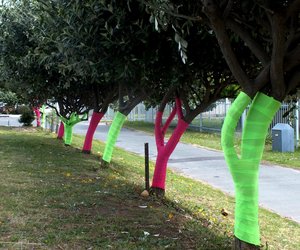 Borskankermaand Pretloop